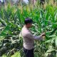 Kanit Bimas BP Peliung Pantau Jagung di Pemetung Basuki, Optimalkan Lahan untuk Ketahanan Pangan
