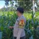 Aipda Barlin Pantau Jagung di Desa Bantan, Dukung Ketahanan Pangan Nasional