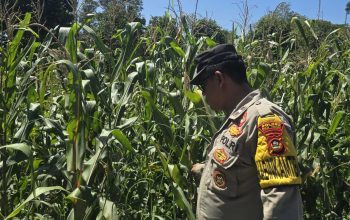 Aipda Hariyadi Cek Jagung di Banu Mas, Dorong Lahan Kosong Jadi Produktif