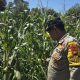 Aipda Hariyadi Cek Jagung di Banu Mas, Dorong Lahan Kosong Jadi Produktif