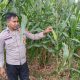 Aipda Faryadin Pantau Jagung di Trantang Sakti, Pastikan Lahan Kosong Tetap Produktif