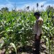 Aipda Barlin Pantau Pertumbuhan Jagung di Lahan Ketahanan Pangan Desa Bantan