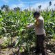 Aipda Barlin Cek Tanaman Jagung di Banu Ayu, Dorong Pemanfaatan Lahan Kosong