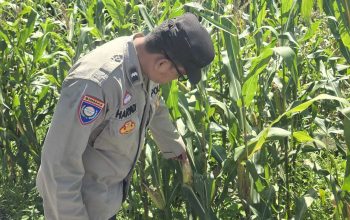 Aipda Haryadi Cek Tanaman Jagung di Bantan, Perkuat Program Ketahanan Pangan