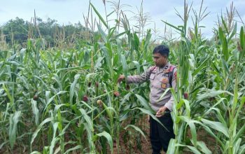 Aipda Faryadin Pantau Jagung di Negeri Agung, Dukung Ketahanan Pangan