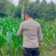 Bhabinkamtibmas BP Peliung Cek Lahan Jagung di Negeri Pakuan, Dukung Ketahanan Pangan