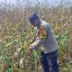 Bhabinkamtibmas BP Peliung Pantau Tanaman Jagung di Bantan Pelita