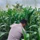 Polsek BP Peliung Cek Lahan Jagung di Pulau Negara, Dorong Lahan Kosong Jadi Produktif