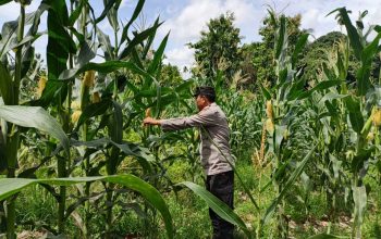 Polsek BP Peliung Pantau Jagung di Bandar Jaya, Lahan Kosong Disulap Jadi Produktif