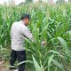 Polsek BP Peliung Rawat Lahan Jagung, Dorong Pemanfaatan Lahan Kosong untuk Ketahanan Pangan