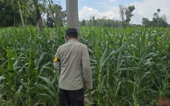 Pertumbuhan Jagung di Bantan Pelita Terus Dipantau, Bhabinkamtibmas Pastikan Lahan Pangan Terawat