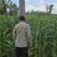 Pertumbuhan Jagung di Bantan Pelita Terus Dipantau, Bhabinkamtibmas Pastikan Lahan Pangan Terawat