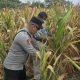 Jaga Produktivitas Lahan Pangan, Polsek BP Peliung Pantau Tanaman Jagung di Pulau Negara