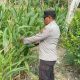 Dorong Swasembada Pangan, Polsek BP Peliung Rutin Pantau Pertumbuhan Jagung di Lahan 1 Hektare