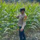 Dari Lahan Kosong Jadi Kebun Jagung, Bhabinkamtibmas BP Peliung Rutin Lakukan Pemantauan