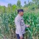 Lahan Kosong di Banu Mas Dimanfaatkan untuk Tanam Jagung, Polsek BP Peliung Intensifkan Pemantauan