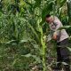 Perkuat Ketahanan Pangan, Kasium Polsek BP Peliung Cek Perkembangan Jagung di Desa Saung