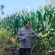 Dorong Swasembada Pangan, Polsek BP Peliung Pantau Pertumbuhan Jagung di Lahan 1 Hektare