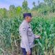 Pantau Lahan Jagung 1 Hektare, Polsek BP Peliung Pastikan Program Ketahanan Pangan Berjalan