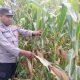 Dari Lahan Kosong Jadi Lahan Produktif, Kanit Bimas Polsek BP Peliung Pantau Jagung di Desa Saung