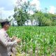 Lahan Kosong Disulap Jadi Kebun Jagung, Polsek BP Peliung Perkuat Ketahanan Pangan