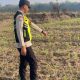 Bhabinkamtibmas Polsek Belitang II Pantau Lahan Jagung Warga di Sri Budaya