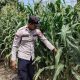 Lahan Kosong Disulap Jadi Lahan Jagung, Aipda Faryadin Lakukan Monitoring di Banu Mas