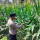 Pantau Jagung di Pemetung Basuki, Aipda Faryadin Pastikan Program Ketahanan Pangan Berjalan