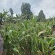 Dari Lahan Kosong Menjadi Lahan Pangan, Aiptu Rusmiyadi Pantau Jagung di Negeri Agung Jaya