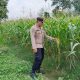 Brigpol Willy Cek Lahan Jagung di Bantan Pelita, Polisi Dorong Warga Optimalkan Lahan Kosong