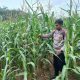 Aipda Faryadin Pantau Tanaman Jagung, Polsek BP Peliung Dorong Pemanfaatan Lahan Kosong