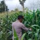 Polsek BP Peliung Dorong Produktivitas Petani Lewat Pemanfaatan Lahan Kosong di Bantan Pelita