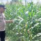 Pastikan Tanaman Tumbuh Optimal, Kanit Patroli Polsek BP Peliung Cek Lahan Jagung di Negeri Agung