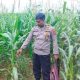 Lahan Kosong di Pulau Negara Disulap Jadi Lahan Jagung, Polsek BP Peliung Lakukan Pemantauan