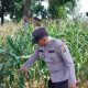Dari Lahan Kosong Jadi Produktif, Polsek BP Peliung Pantau Jagung di Negeri Agung Jaya