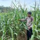 Pantau Lahan Jagung Satu Hektare, Polsek BP Peliung Pastikan Program Ketahanan Pangan Berjalan