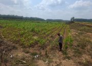 AIPTU Eko Budi S Cek Lahan Jagung Warga, Dukung Ketahanan Pangan di Belitang II