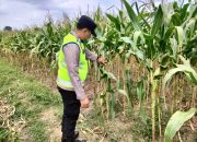 Pantau Lahan Jagung, Bripka Hendi Widodo Dukung Penguatan Ketahanan Pangan di Madang Suku I