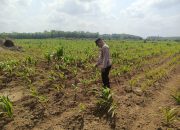 Polsek Belitang II Cek Lahan Jagung Warga, Perkuat Program Ketahanan Pangan