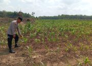 Polsek Belitang II Pantau Lahan Jagung, Dukung Ketahanan Pangan di Sumber Harapan