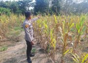 Polsek Belitang II Perkuat Dukungan Ketahanan Pangan, Lahan Jagung Warga Dipantau