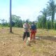 Dukung Ketahanan Pangan Nasional, Polsek Belitang II Tanam Jagung 2 Hektare di Petanggan