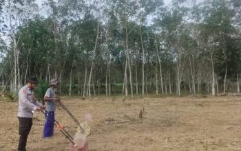 Polsek Belitang II Dampingi Warga Tanam Jagung Kuartal III di Margomulyo