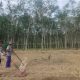 Polsek Belitang II Dampingi Warga Tanam Jagung Kuartal III di Margomulyo