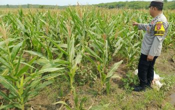 Dukung Ketahanan Pangan, Bhabinkamtibmas Polsek Madang Suku I Cek Tanaman Jagung Warga