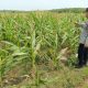 Dukung Ketahanan Pangan, Bhabinkamtibmas Polsek Madang Suku I Cek Tanaman Jagung Warga