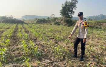 Dukung Ketahanan Pangan, Bhabinkamtibmas Polsek Belitang II Pantau Budidaya Jagung di Sri Budaya