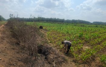 Kanit Binmas Polsek Belitang II Cek Lahan Jagung di Sumber Harapan