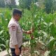 Lahan Kosong Disulap Jadi Kebun Jagung, Polsek BP Peliung Pantau Ketahanan Pangan di Desa Bantan