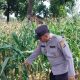 Kanit Patroli Polsek BP Peliung Cek Jagung di Negeri Agung Jaya, Dorong Lahan Kosong Jadi Produktif